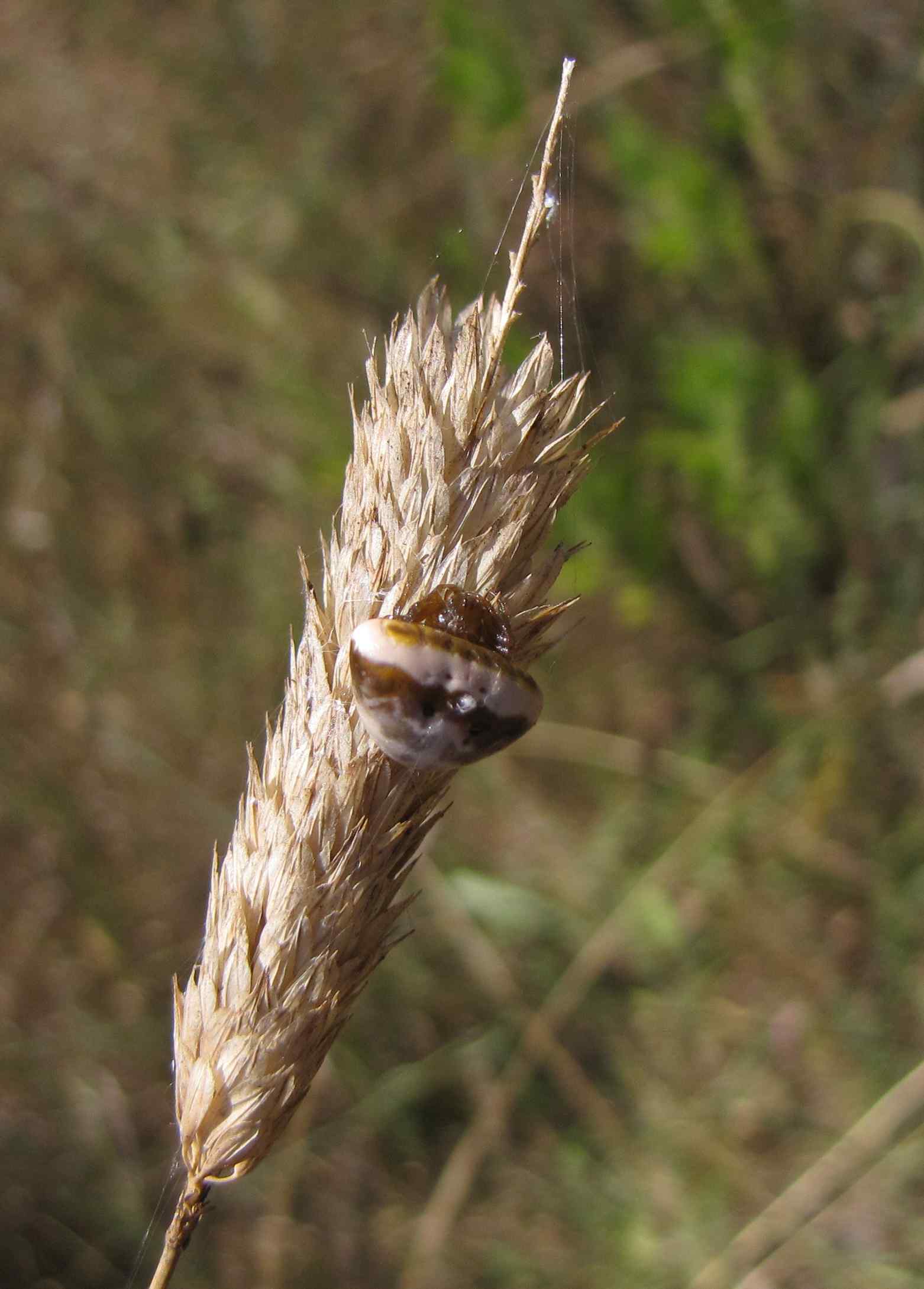Cyrtarachne ixoides